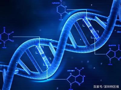 深圳為細胞和基因產業立法 劃定創新與倫理紅線，擬明令禁止生殖基因編輯